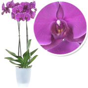 orchidee mauve - cache pot transparent